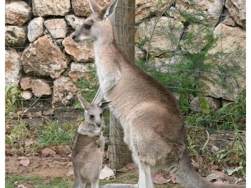 גן החיות התנ"כי